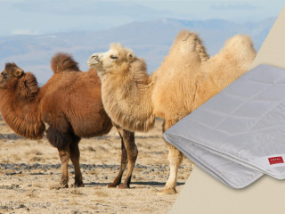 Купить Pure Camel